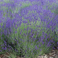 True English Lavender Seeds - Fragrant Perennial Medicinal Flowers - Non-GMO - 500 Count