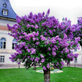 Common Lilac Tree Seeds - 20 Purple Flower Seeds - Fragrant Hardy Perennial Plant - Syringa vulgaris