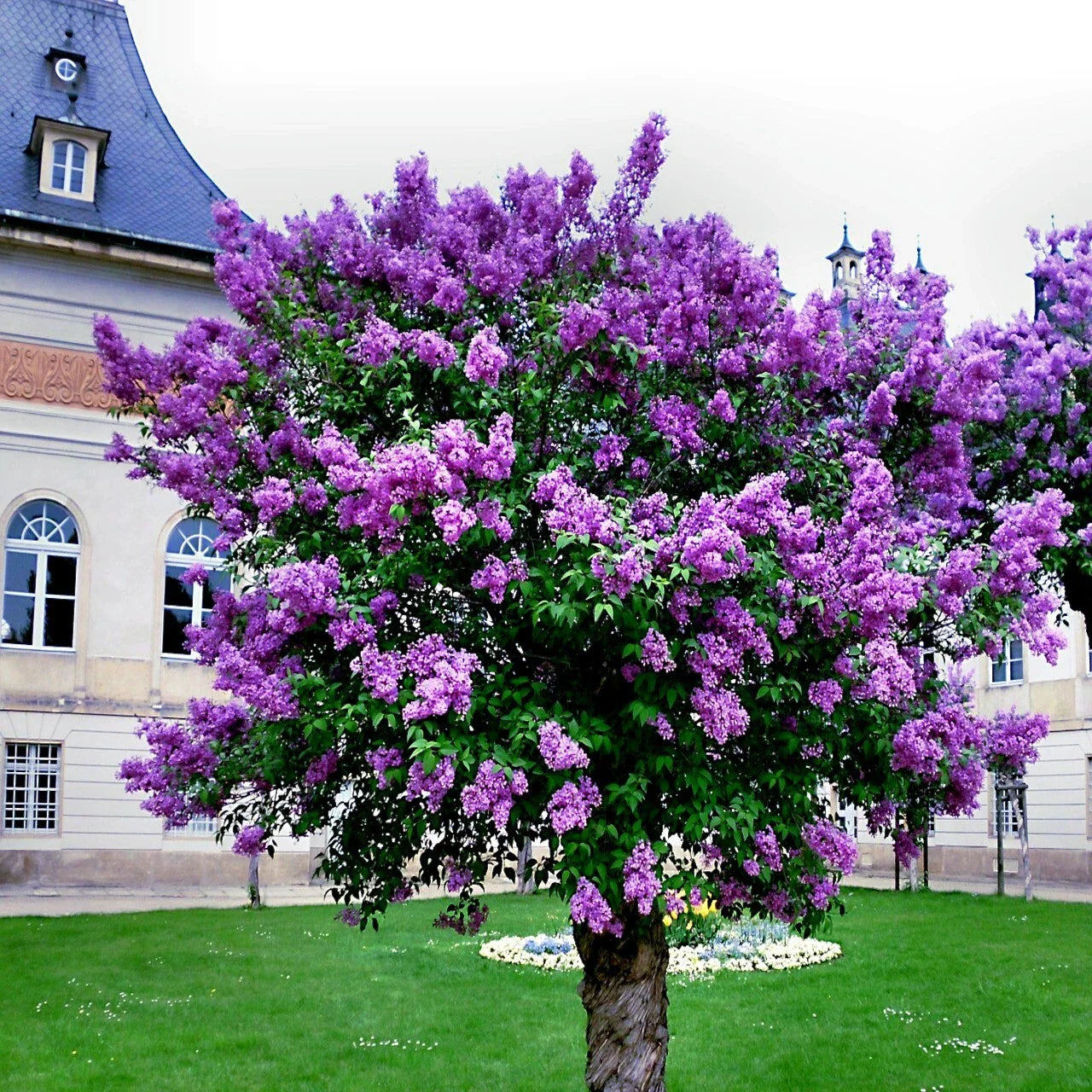 Common Lilac Tree Seeds - 20 Purple Flower Seeds - Fragrant Hardy Perennial Plant - Syringa vulgaris