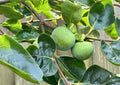 Japanese Fuyu Persimmon Tree Scions/Cuttings 6-8in Long for Rooting/Grafting - Diospyros kaki
