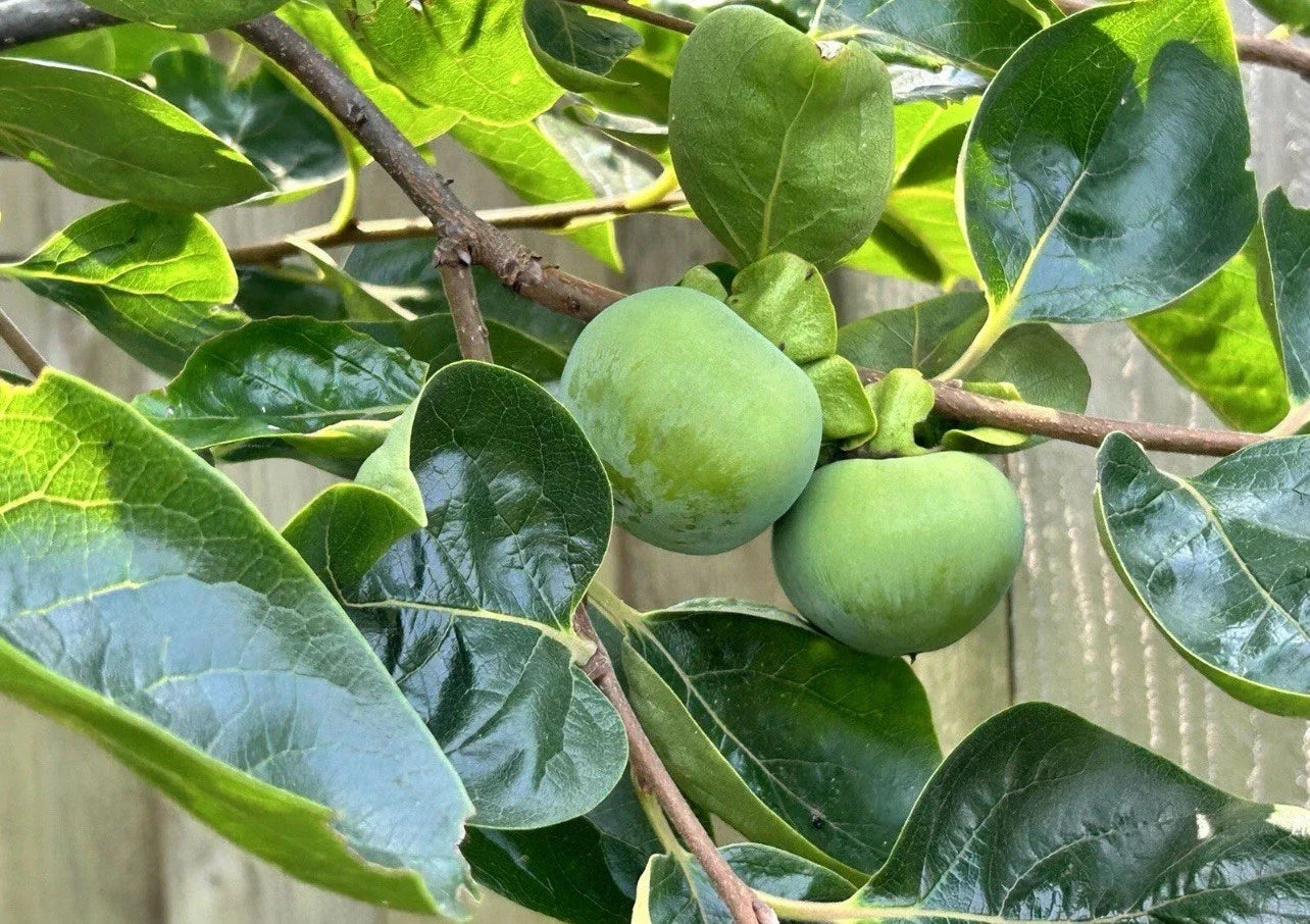 Japanese Fuyu Persimmon Tree Scions/Cuttings 6-8in Long for Rooting/Grafting - Diospyros kaki
