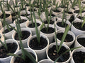 Sabal Minor Palms - 5" to 7" Dwarf Palmetto Plants - Hardy Indoor/Outdoor Palm Trees (Sabal minor)