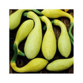 Early Summer Crookneck Squash Seeds - Fresh Non-GMO Seeds for Planting - Cucurbita pepo