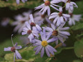 Sky Blue Aster Seeds - 50+ Seeds - Symphyotrichum oolentangiense - Native Wildflower Plants