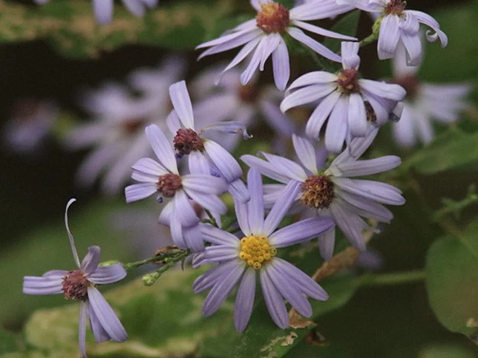 Sky Blue Aster Seeds - 50+ Seeds - Symphyotrichum oolentangiense - Native Wildflower Plants