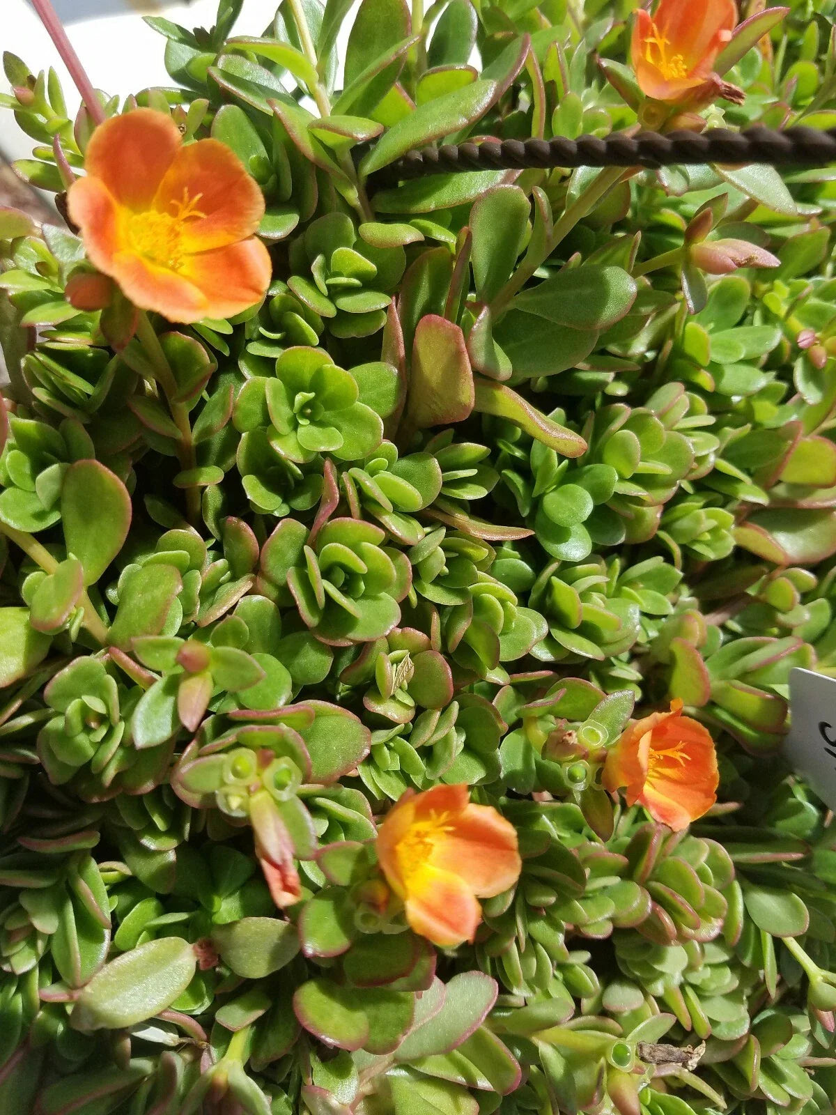 Coral Pink Purslane Cuttings - Single Flower Variety - Portulaca oleracea