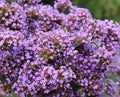 Verbena Seeds - 25 Count - Bonariensis 'Finesse' - Flowering Perennial Garden Plant