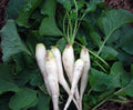 Radish Seeds 100 Count, White Lady Radish, Non-GMO, Raphanus sativus