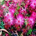 Pink Fairy Duster Tree Seeds - RARE Mesquite Mimosa Plant - Mesquitella eriophylla - Flowering Drought-Tolerant Garden Seed