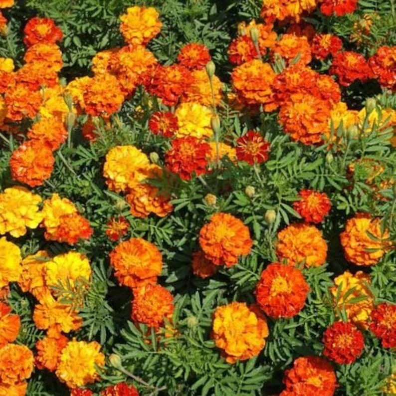 Sparky Mix Marigold Seeds - 200 Organic Seeds - USA Grown - Ideal for Gardens (Tagetes patula)