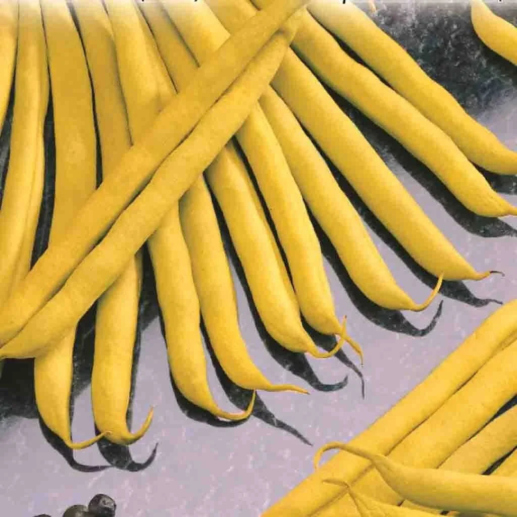 Golden Wax Bush Bean Seeds - Non-GMO Heirloom, Stringless Variety - Top Notch Quality - Free Shipping