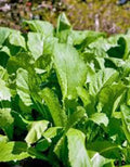 Mustard Greens Seeds - Old Fashioned Green Heirloom, Non-GMO, 100 Seeds, Brassica juncea