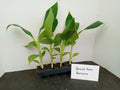 Grand Nain Banana Plants 4-Pack Starter Musa acuminata 4-10 Inches Tall
