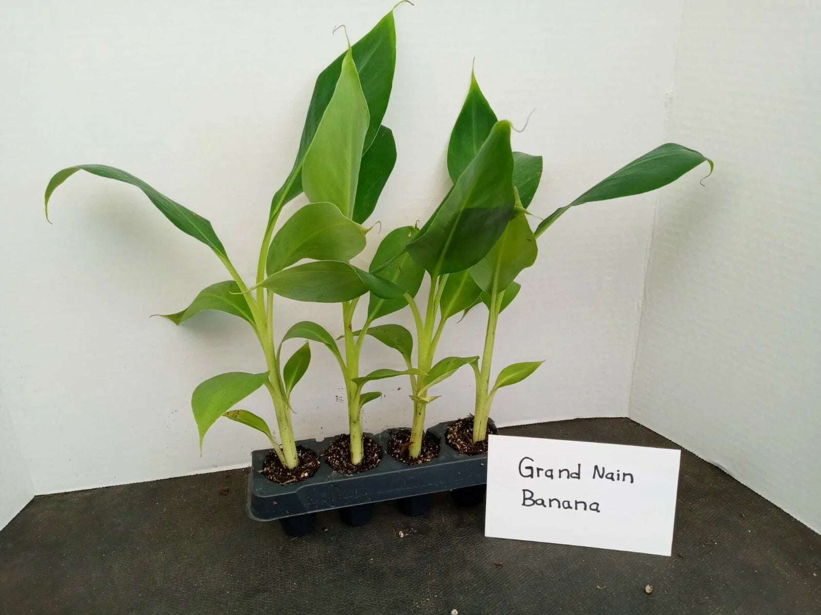 Grand Nain Banana Plants 4-Pack Starter Musa acuminata 4-10 Inches Tall