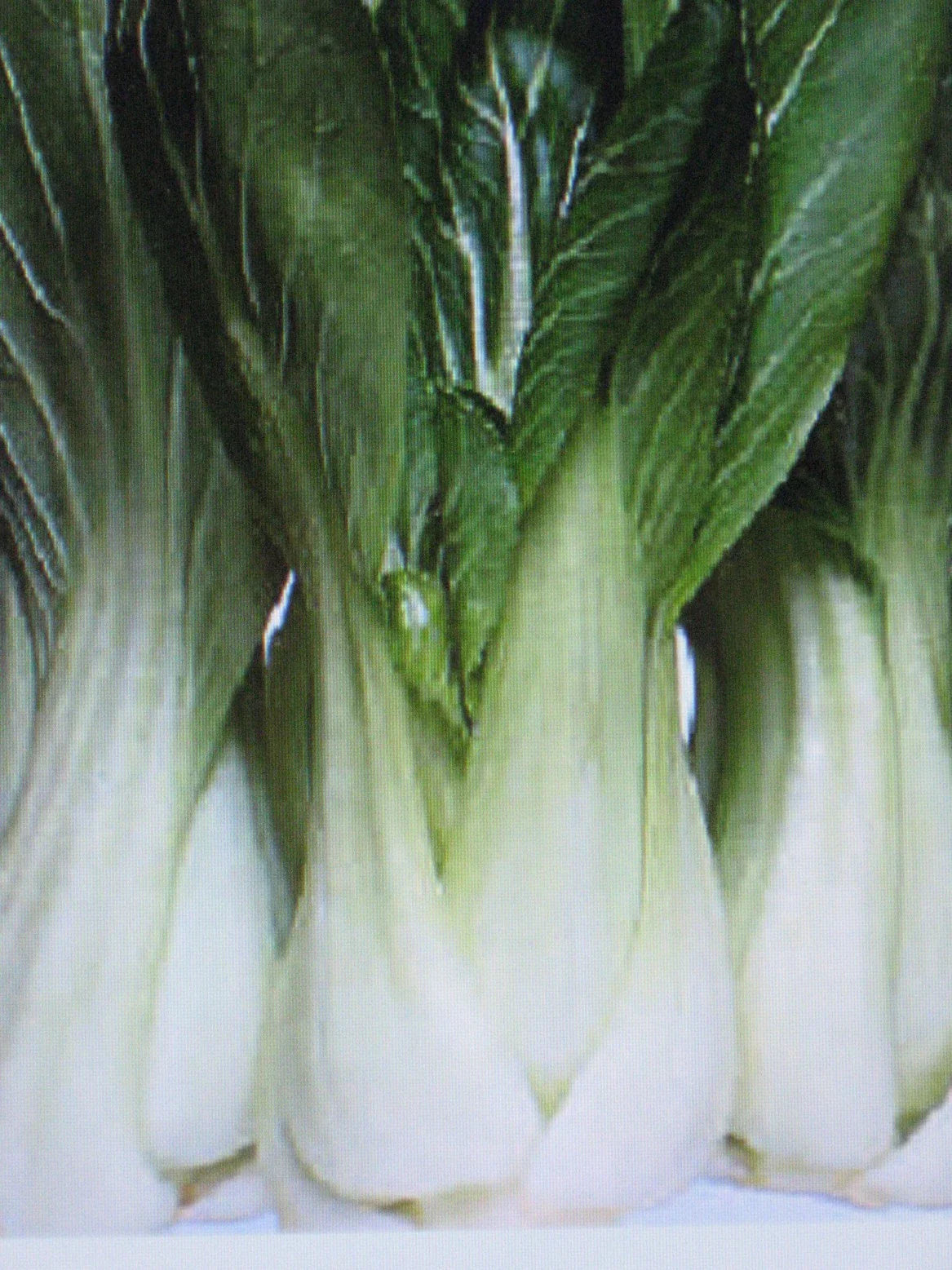 Pak Choi Cabbage Seeds - 100 Count - Brassica rapa var. chinensis - Organic Vegetable Seeds for Gardening