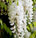 White Wisteria Tree Seeds - Rare Hardy Climbing Flower Vine - Wisteria floribunda Alba