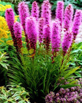 Prairie Blazing Star Seeds - 100+ Thick-Spike Gayfeather Wildflower - Liatris pycnostachya - Native to USA