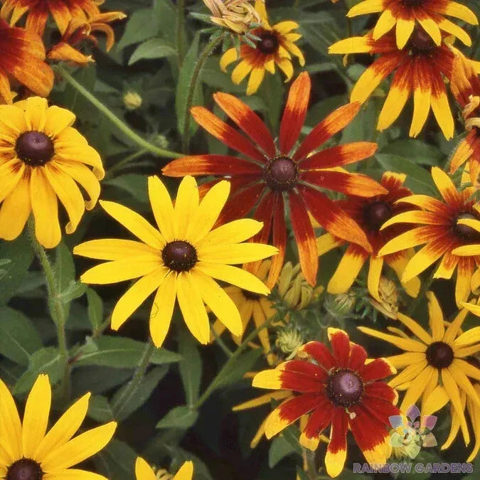 Gloriosa Mix Rudbeckia Seeds - 200+ Pack for Garden Planting - USA Grown - Free Shipping
