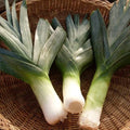 Big Giant Leek Seeds - 1000 Pack, Non-GMO Heirloom, Vegetable Gardening, Allium ampeloprasum