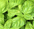 Large Leaf Italian Basil Seeds 300+ Non-GMO Herb Seeds for Planting, Ocimum basilicum