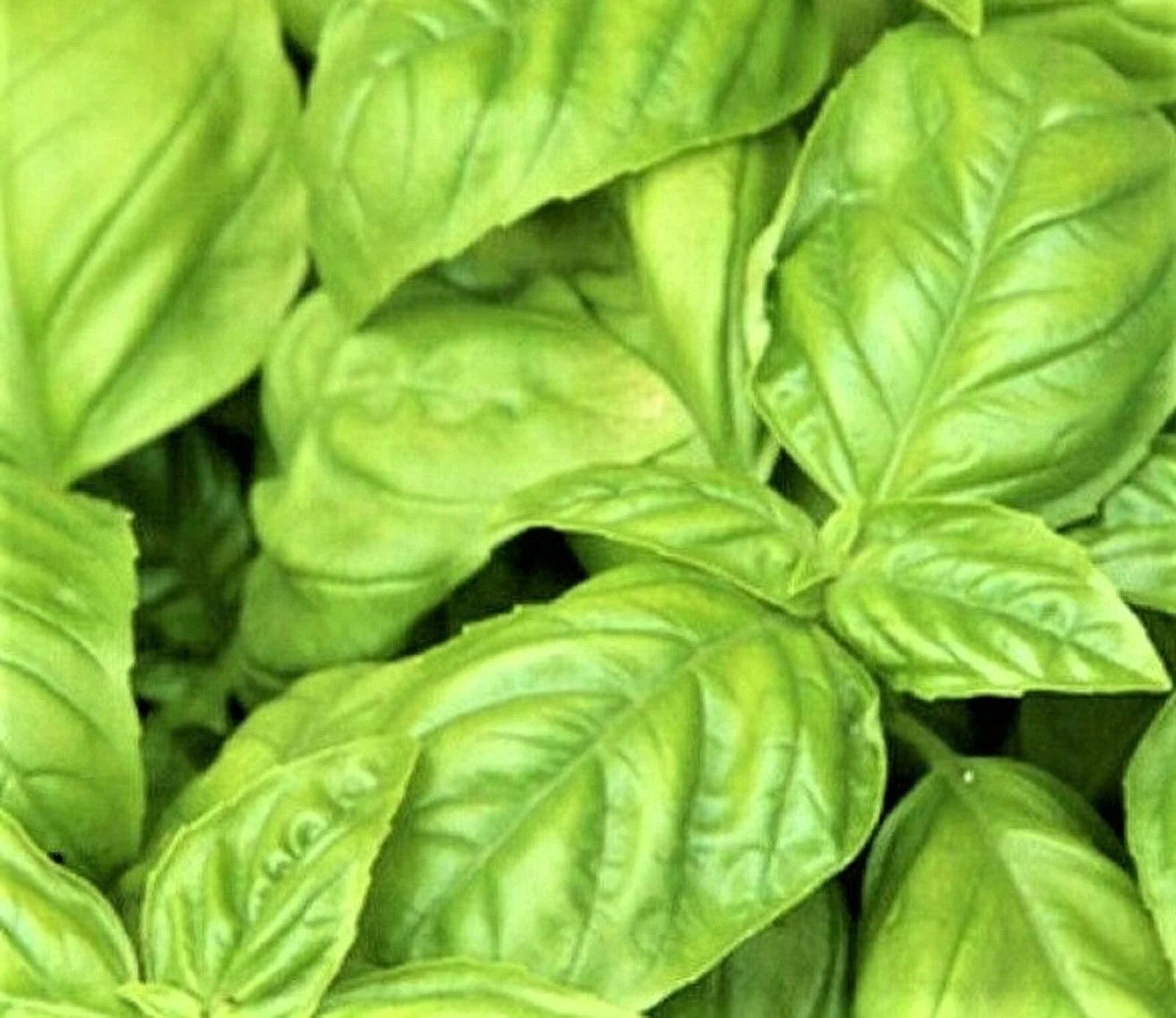 Large Leaf Italian Basil Seeds 300+ Non-GMO Herb Seeds for Planting, Ocimum basilicum