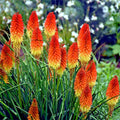 Rare Dwarf Fire Dance Torch Lily Flower Seeds - Kniphofia hirsuta - Hardy Plant for Garden and Landscape