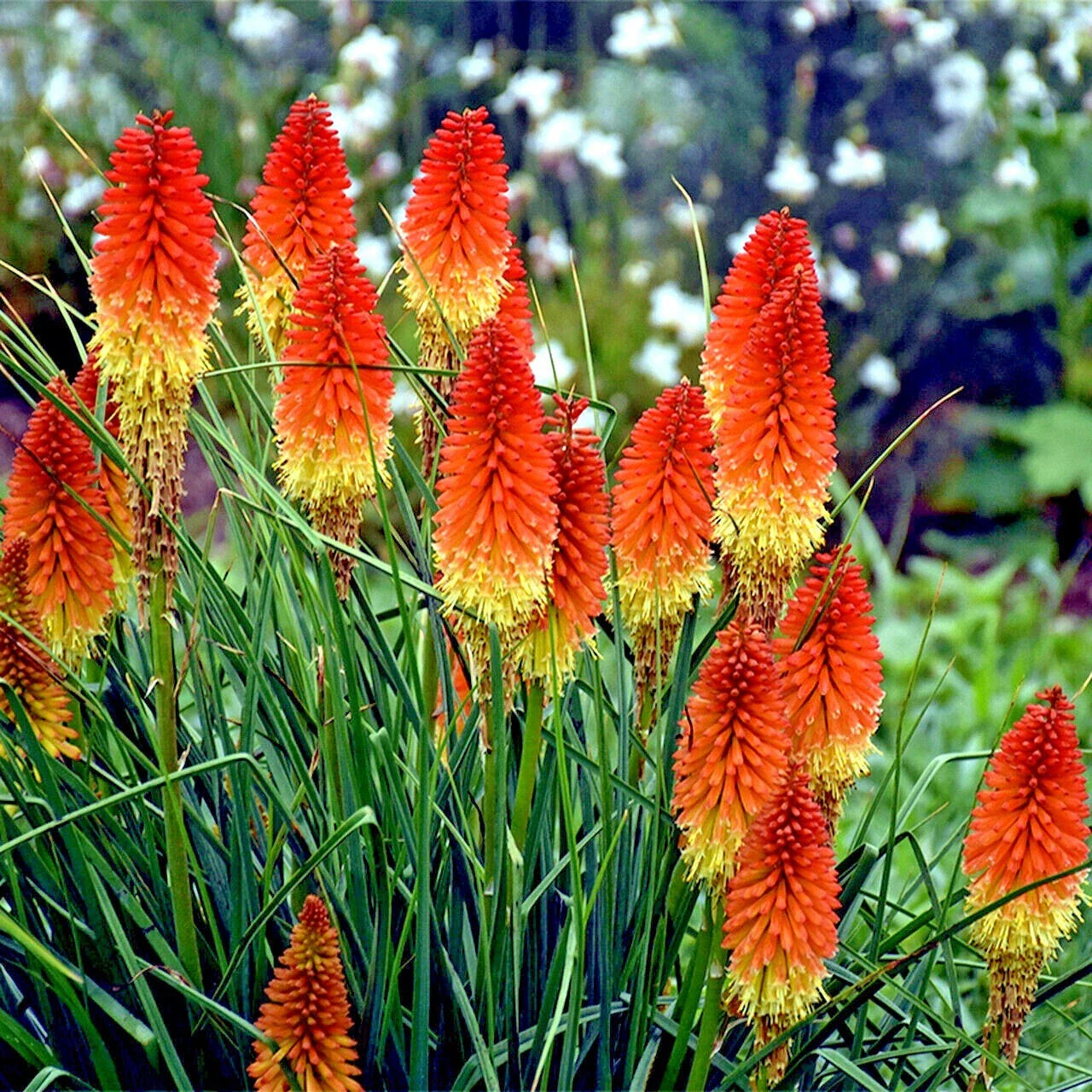 Rare Dwarf Fire Dance Torch Lily Flower Seeds - Kniphofia hirsuta - Hardy Plant for Garden and Landscape