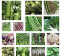 20 Packets Asian Vegetable Seeds - Non-GMO for Planting - Variety of Edible Plants for Home Garden
