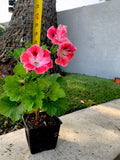 Unique Geranium Live Plant, 12 Inch, Vibrant Pink Maroon with White Splash, Pelargonium spp.