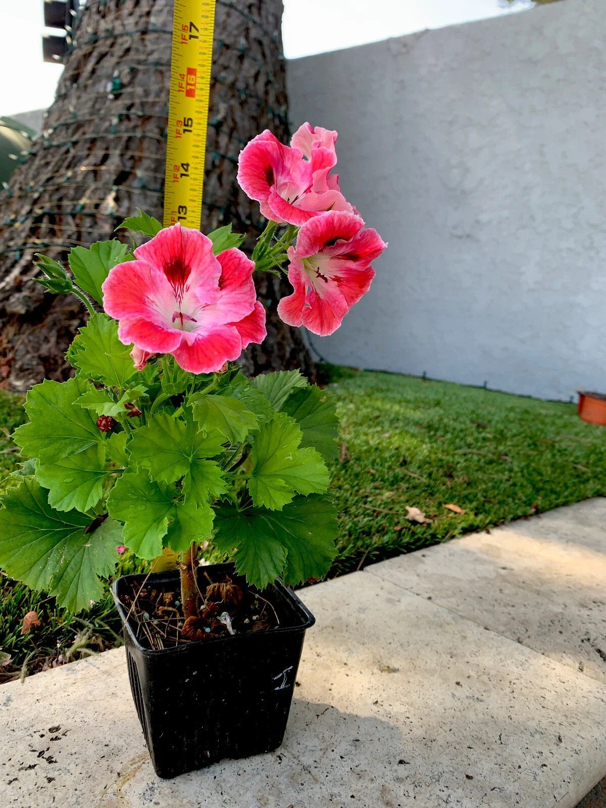 Unique Geranium Live Plant, 12 Inch, Vibrant Pink Maroon with White Splash, Pelargonium spp.