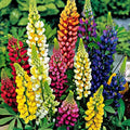 Russell Lupine Seeds - Mixed Colors - 100+ Perennial Seeds - Hummingbird & Bee Friendly - Lupinus polyphyllus