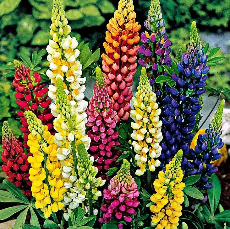 Russell Lupine Seeds - Mixed Colors - 100+ Perennial Seeds - Hummingbird & Bee Friendly - Lupinus polyphyllus