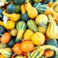 Small Mix Gourds Seeds - Heirloom, Non-GMO Fresh Garden Seeds - Perfect for Fall Decor and Crafts
