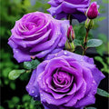 20pcs Fall in Love Rose Seeds - Fast Germination, Easy Care for All Skill Levels - Rosa spp.