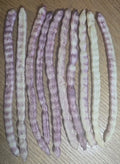 Velvet Mesquite Seed Pods - 10 Drought Tolerant Legume Seeds - Prosopis velutina - Ideal for Xeriscaping and Landscaping