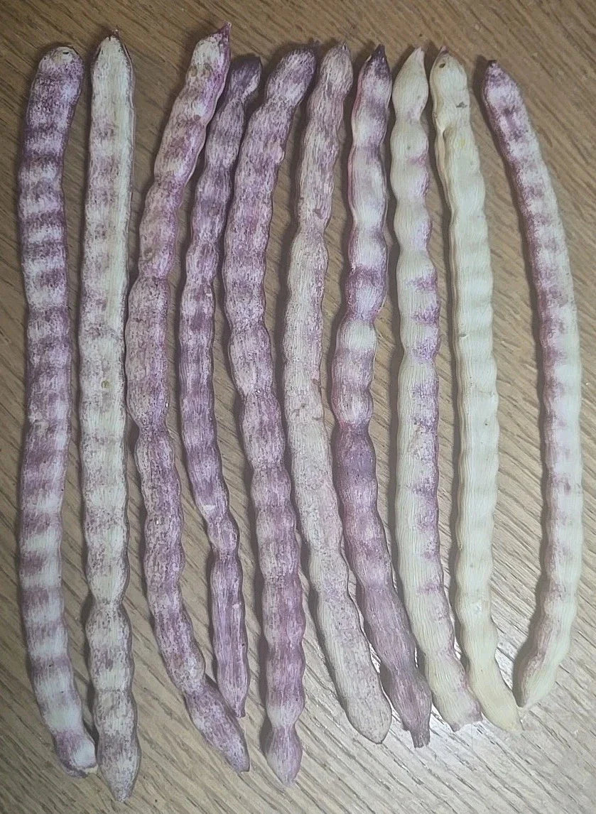 Velvet Mesquite Seed Pods - 10 Drought Tolerant Legume Seeds - Prosopis velutina - Ideal for Xeriscaping and Landscaping