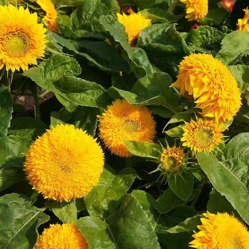 Sunflower Seeds - Teddy Bear Sungold Dwarf - Non-GMO 100 Seeds - Perfect for Hummingbirds and Finches