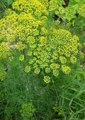 Dill Seeds 500+ Pack Common Herbs Culinary Gardening Anethum graveolens Free Shipping
