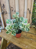 XL Variegated Peperomia Plant 4" Marble Rubber Spoonleaf Green and White Peperomia obtusifolia