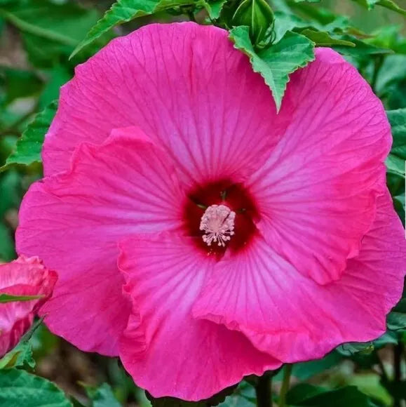 Honeymoon Deep Pink Hardy Hibiscus Seeds - Heirloom Dinner Plate - 20+ Seeds with Growing Instructions