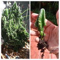 Fairy Castle Cactus Seedling - Tetragonus Soft Spines - Whimsical Succulent Plant for Indoor Decor