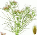 Fresh Cumin Seeds - 75 Count - Cuminum cyminum - Free USA Shipping