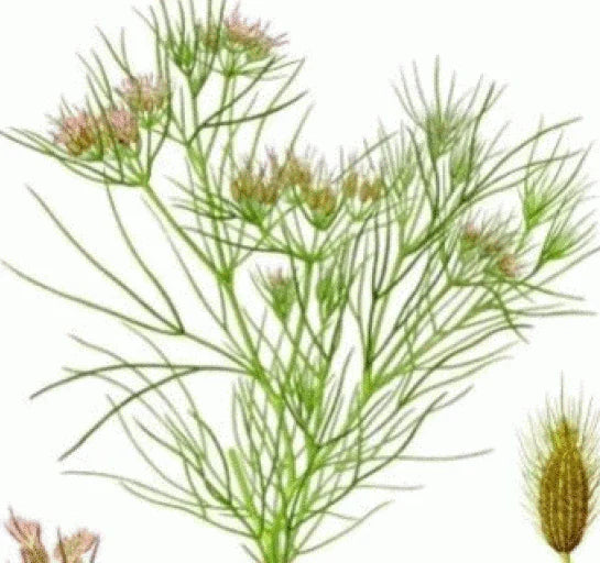Fresh Cumin Seeds - 75 Count - Cuminum cyminum - Free USA Shipping