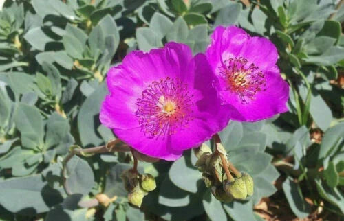 5 x Rock Purslane Cuttings - 3" Unrooted - Calandrinia Spectabilis - Succulent Plant Propagation