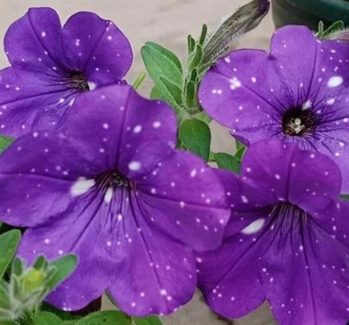 Petunia Seeds 50 Count Double Cascade Blue Pelleted Petunia Seeds (Petunia x hybrida)