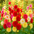 Giant Hollyhock Seeds - Hummingbird Autumn Mix - 200+ Seeds - Ideal for Flower Gardens - Alcea rosea