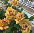 Super Rare Foney Dijon Rose Cuttings (Rosa cultivar) – 3 Unrooted Scions for Rooting or Grafting – Unique Golden-Tan Rose