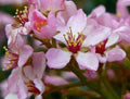 Indian Hawthorn 25 Seeds, Pink Lady Variety, Rhaphiolepis Indica, 2025 Harvest