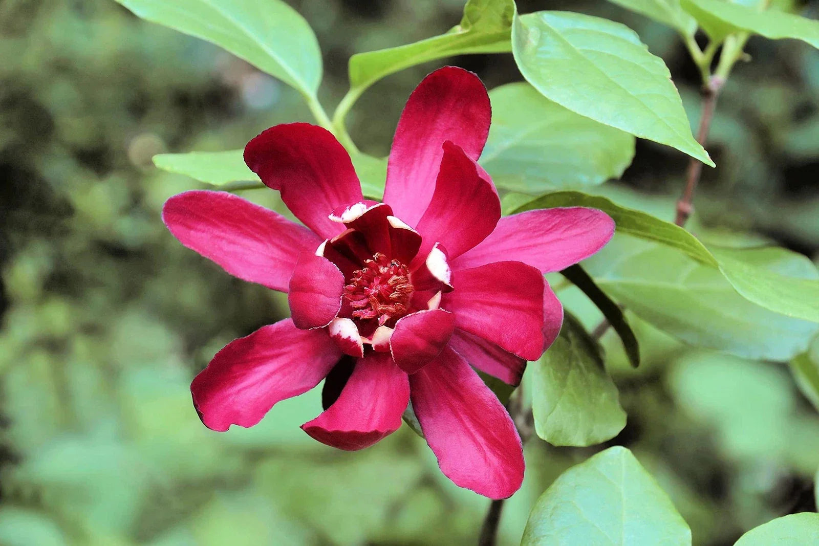 Sweetshrub Seeds - 5 Pack, Fragrant Carolina Allspice, Calycanthus floridus