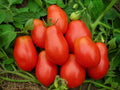 Roma Tomato Seeds - 120+ Heirloom Organic Non-GMO - Lycopersicon esculentum